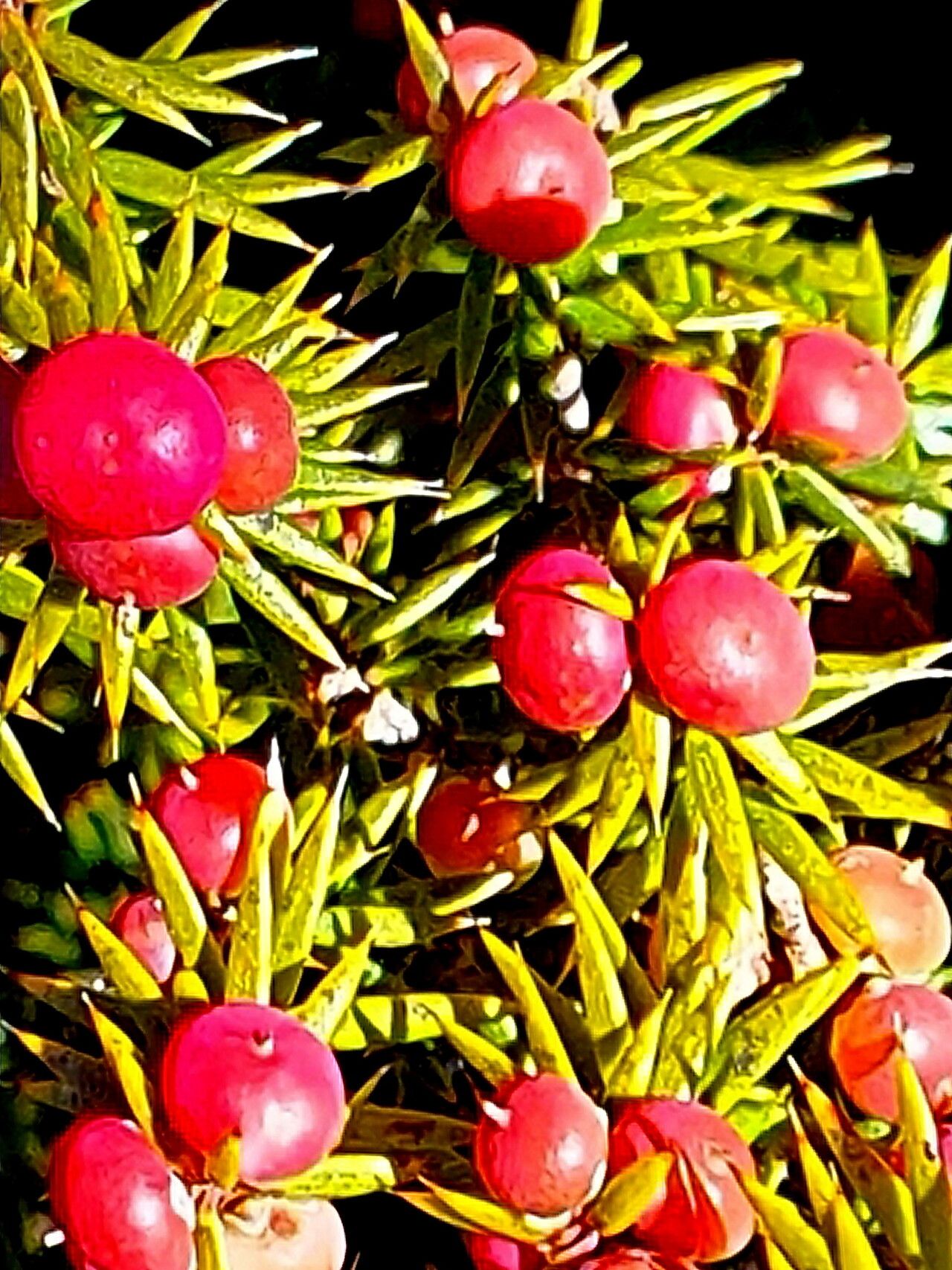 Leptecophylla pogonocalyx — related species from the same genus