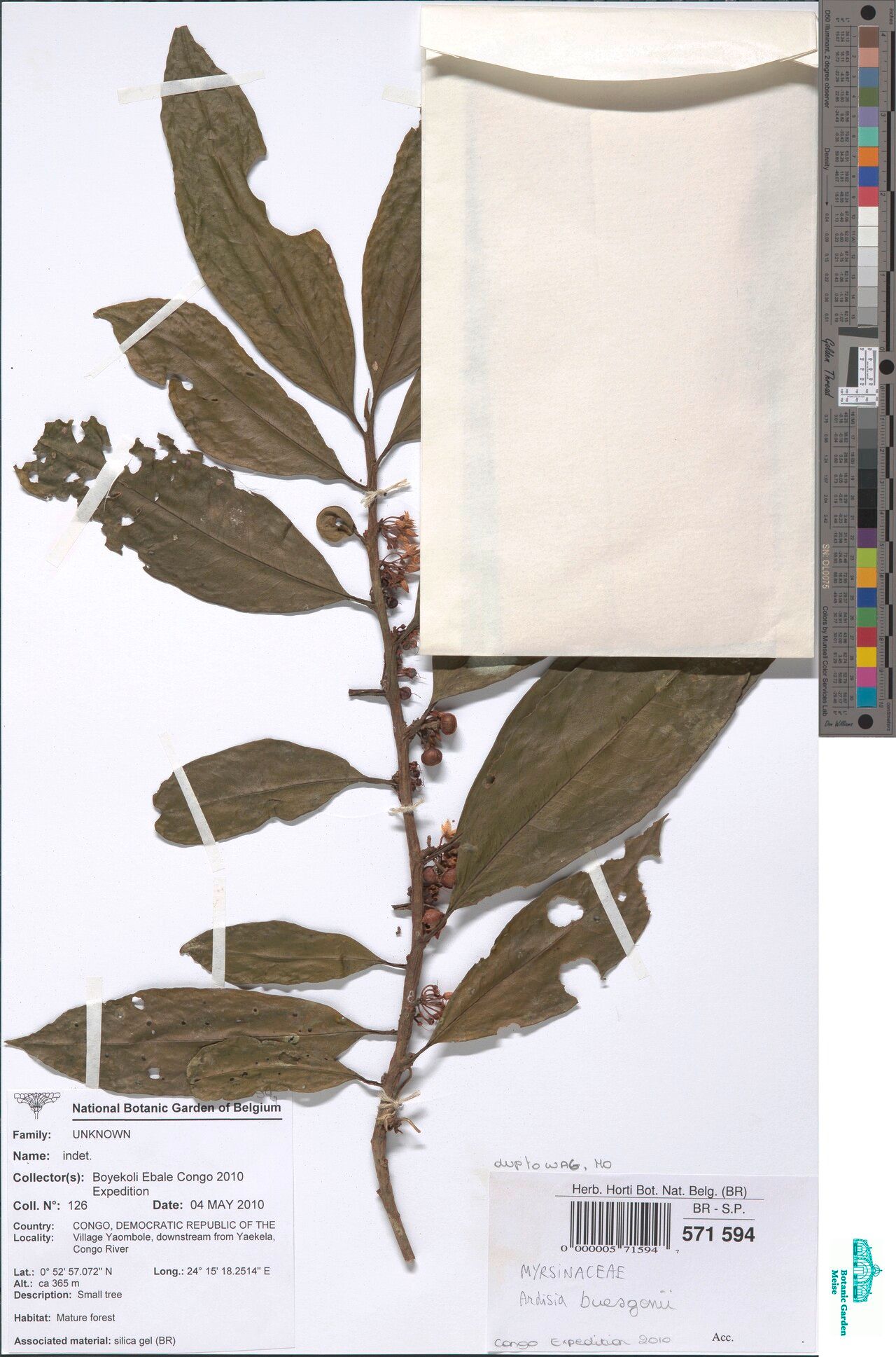 Ardisia buesgenii — search result for 'Ardisia'