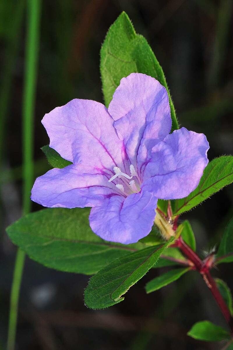 Ruellia succulenta — search result for 'Ruellia'