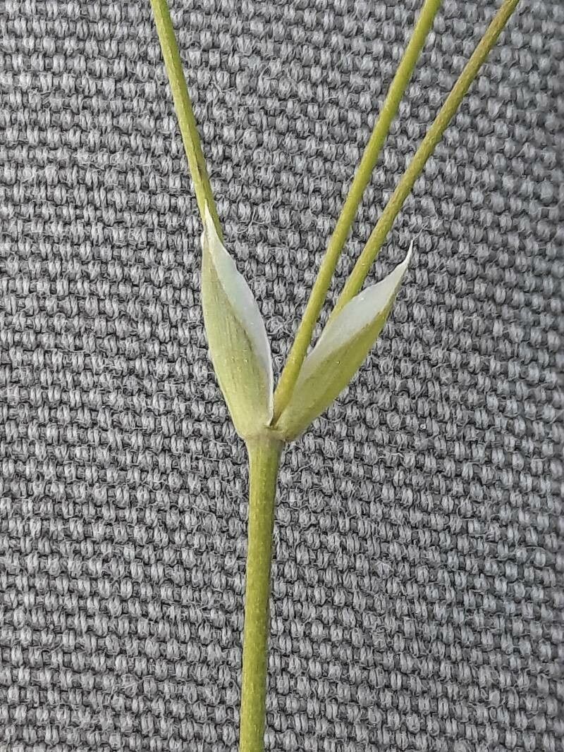 Moenchia mantica other