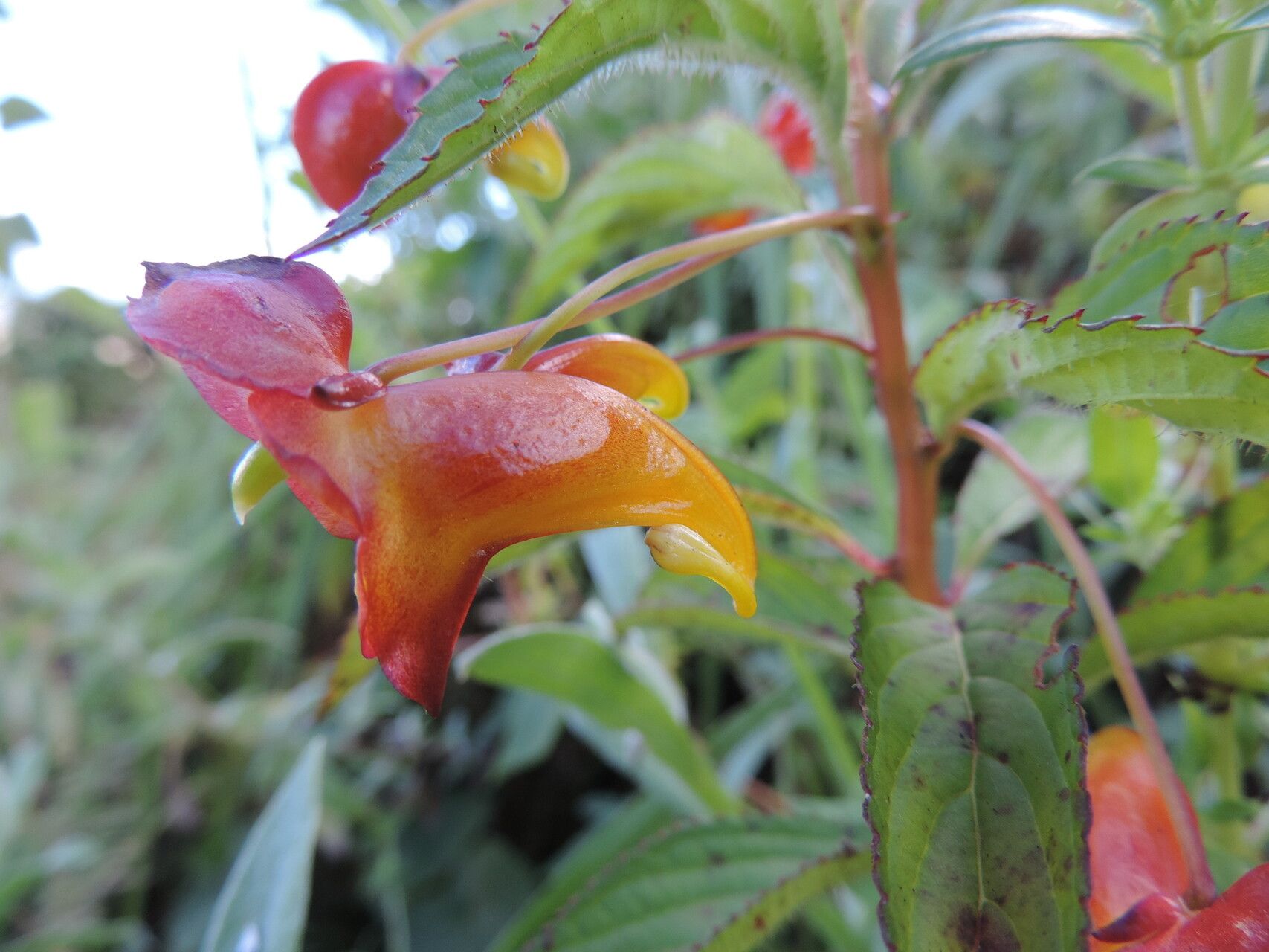 Impatiens gomphophylla flower