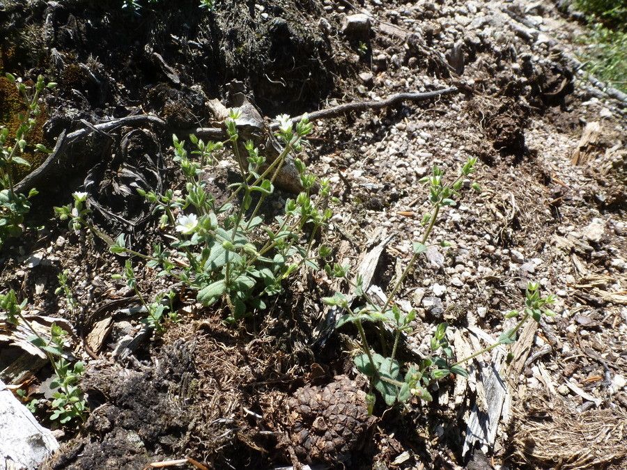 Cerastium ramosissimum habit