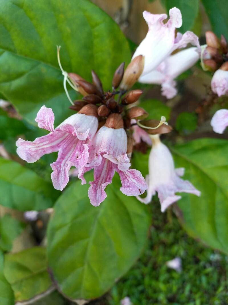 Newbouldia laevis flower
