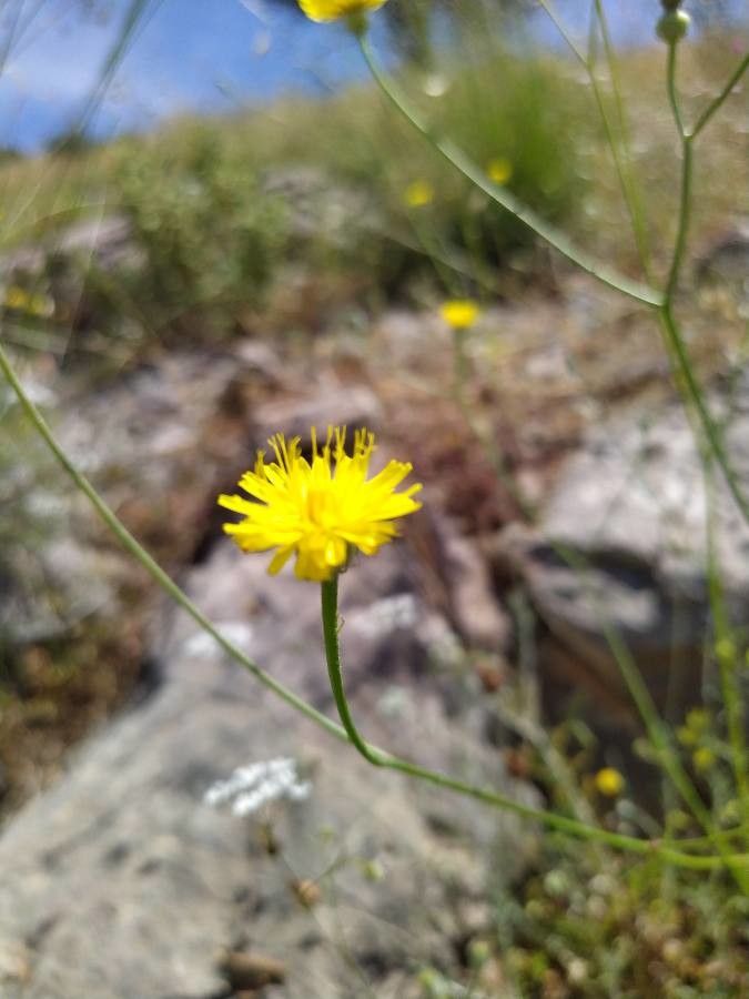 Crepis dioscoridis flower