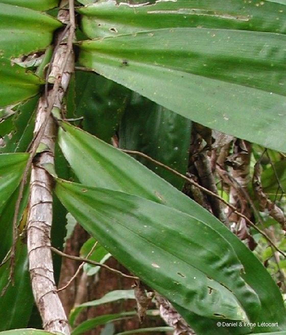 Freycinetia spectabilis — houseplant care guide