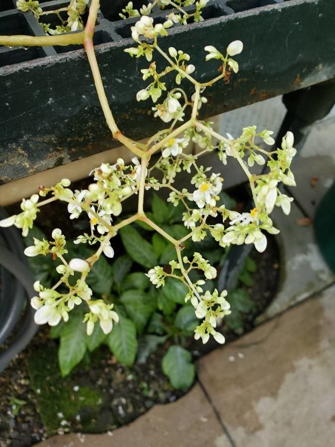 Begonia phyllomaniaca flower