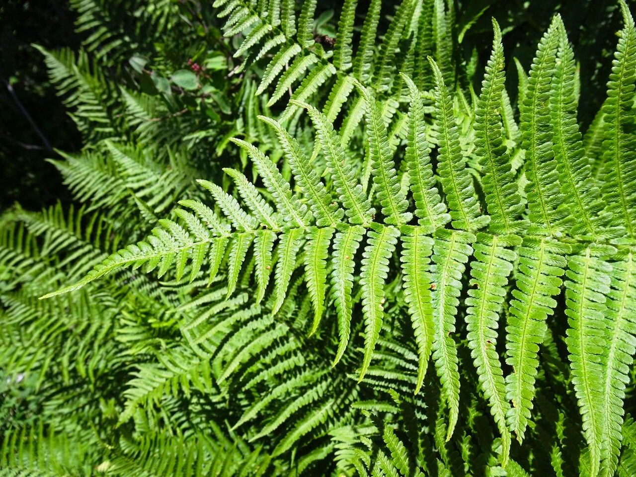 Dryopteris oreades — search result for 'Dryopteris'