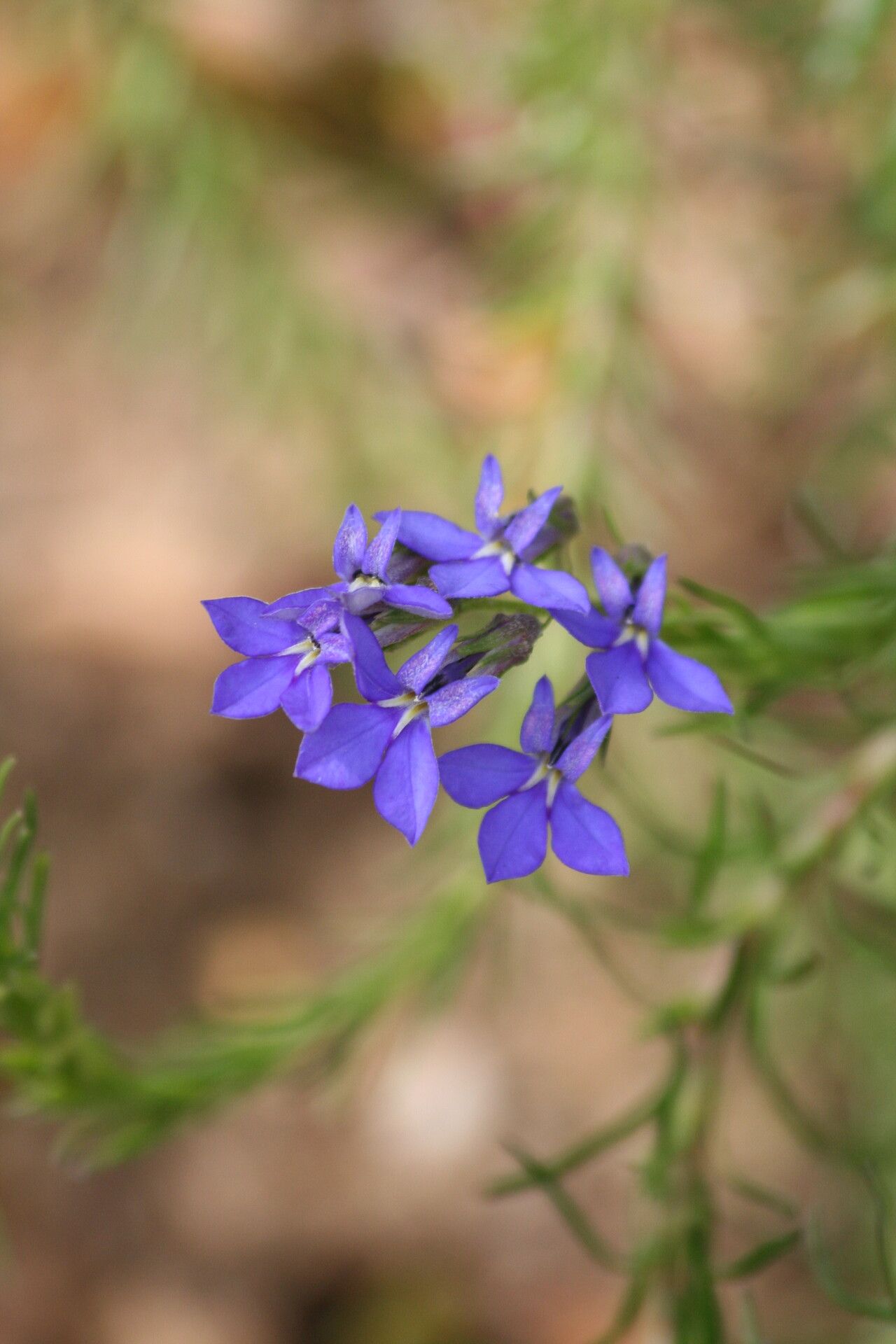 Lobelia pinifolia flower