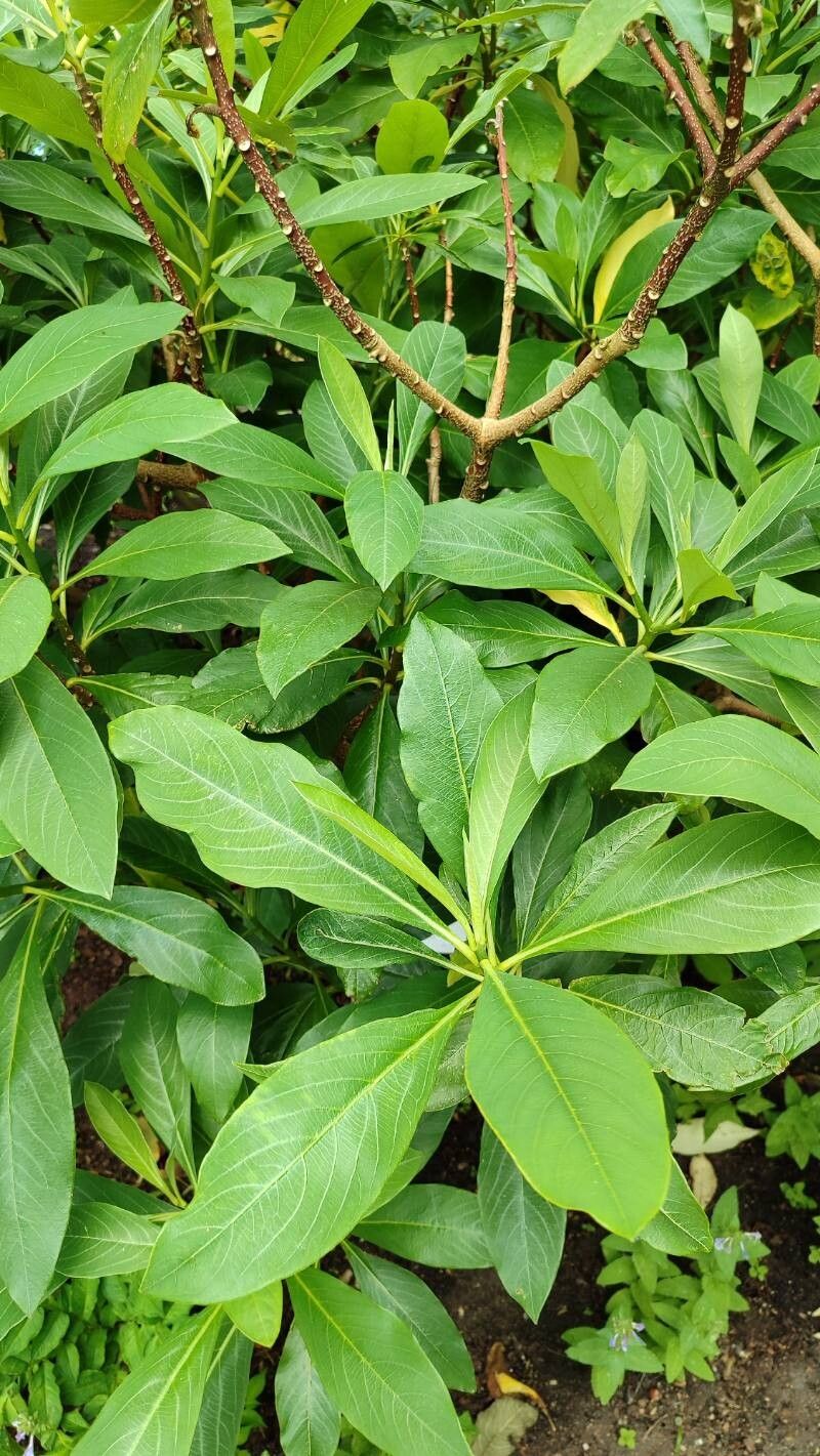 Polygonatum curvistylum leaf