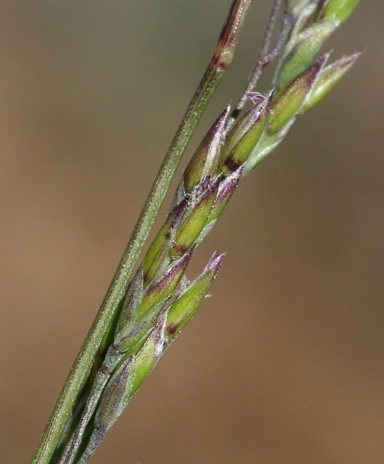 Poa bolanderi bark