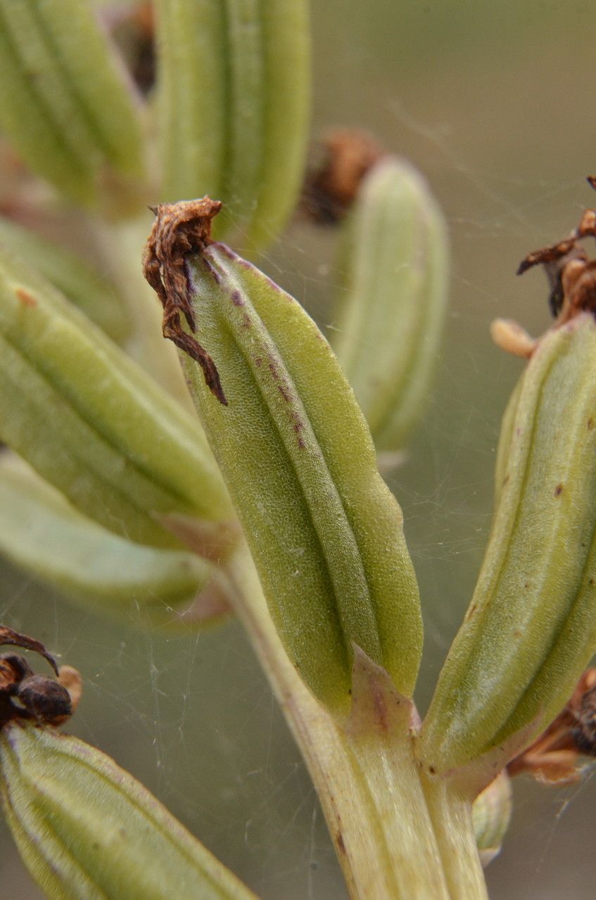 Dactylorhiza maculata fruit