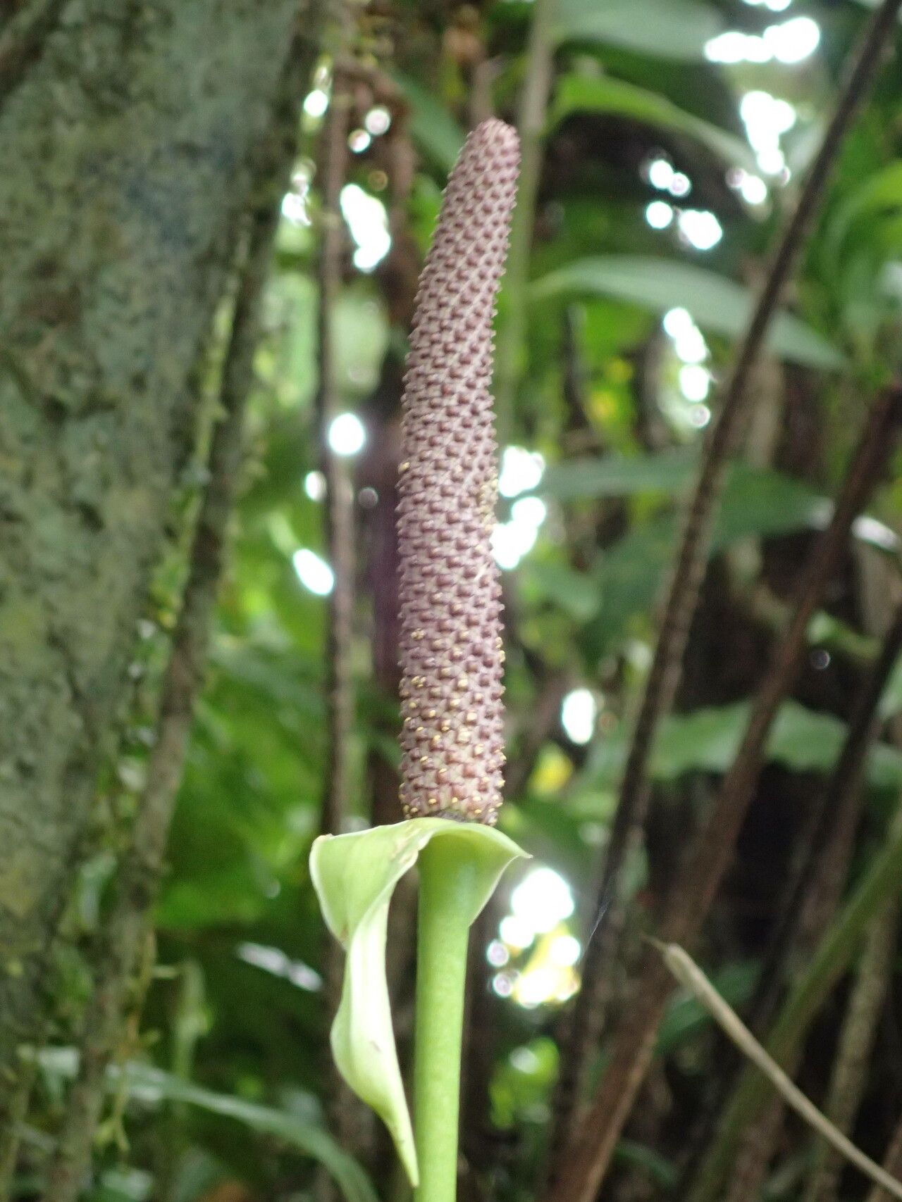 Anthurium cordatum flower