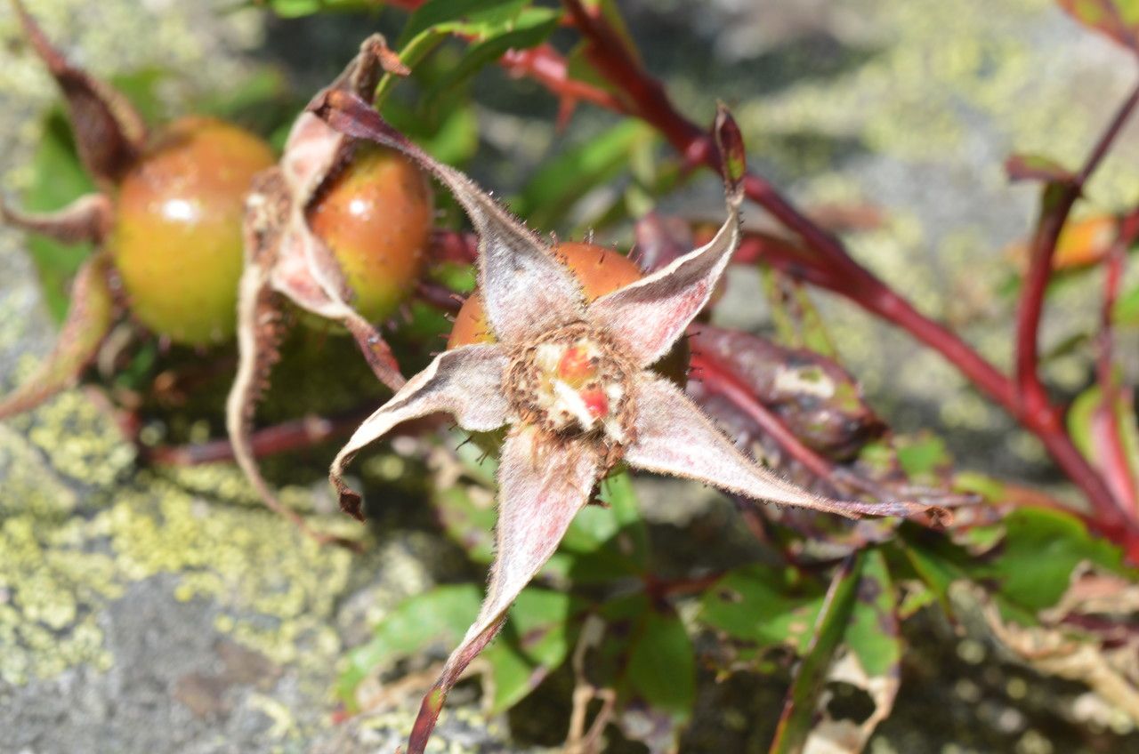 Rosa virginiana fruit