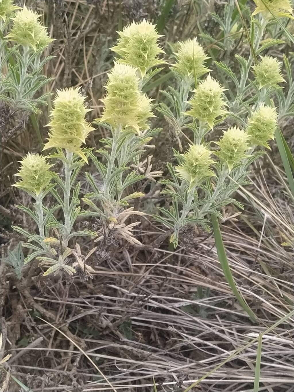 Sideritis spinulosa — houseplant care guide