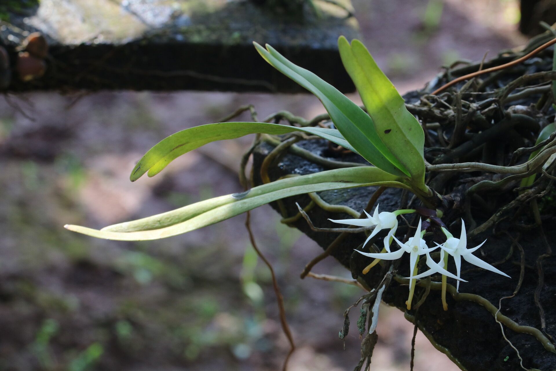 Cyrtorchis hamata habit