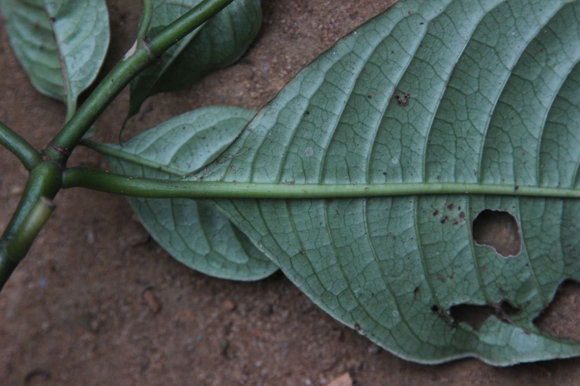 Psychotria brevifissa leaf