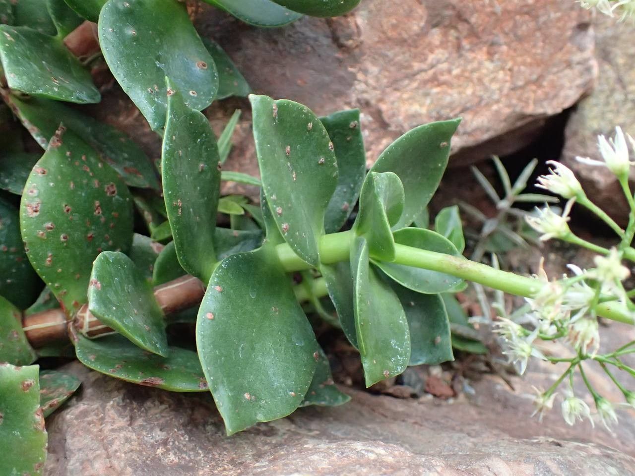 Crassula lactea habit