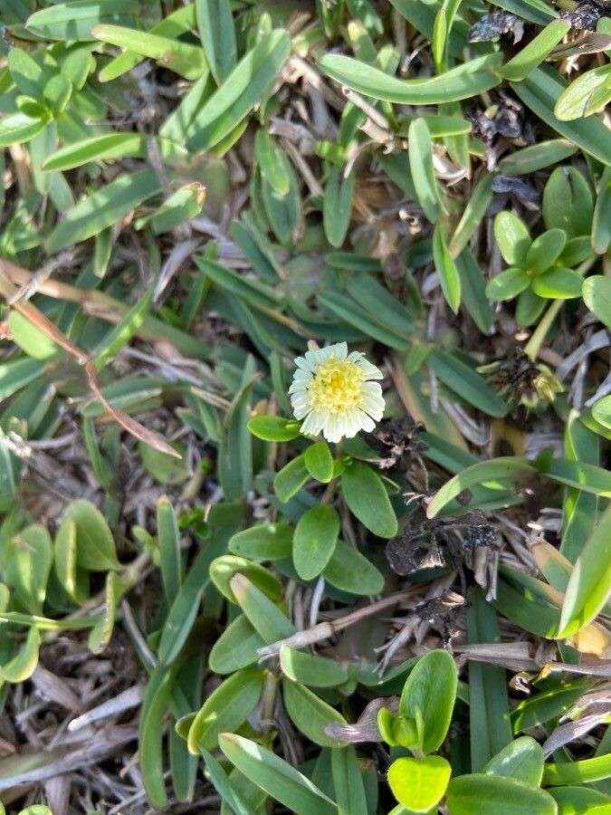 Eclipta elliptica flower