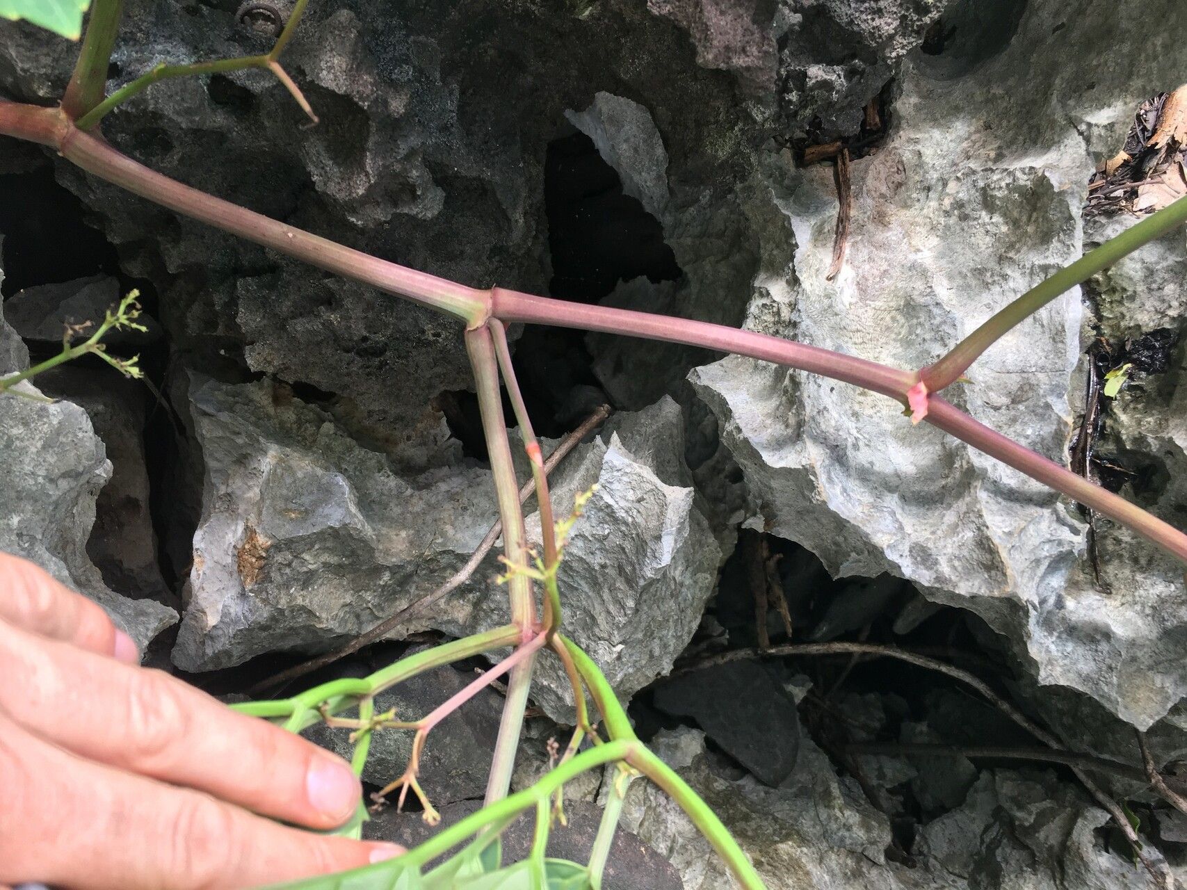 Cyphostemma caerulans bark