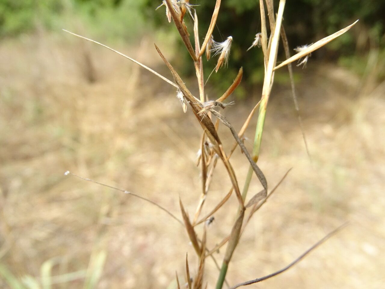 Hyparrhenia hirta fruit