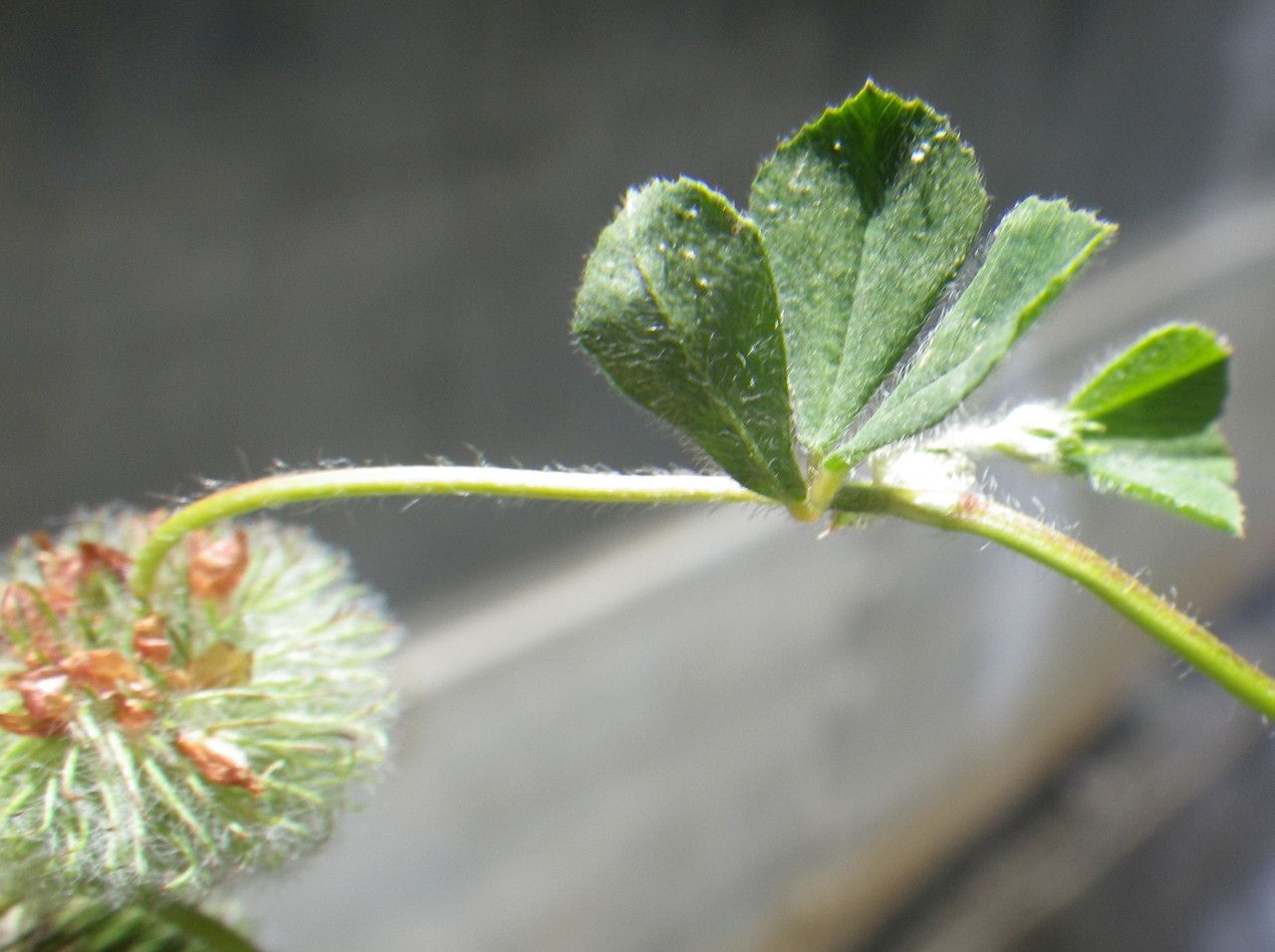 Trifolium globosum leaf