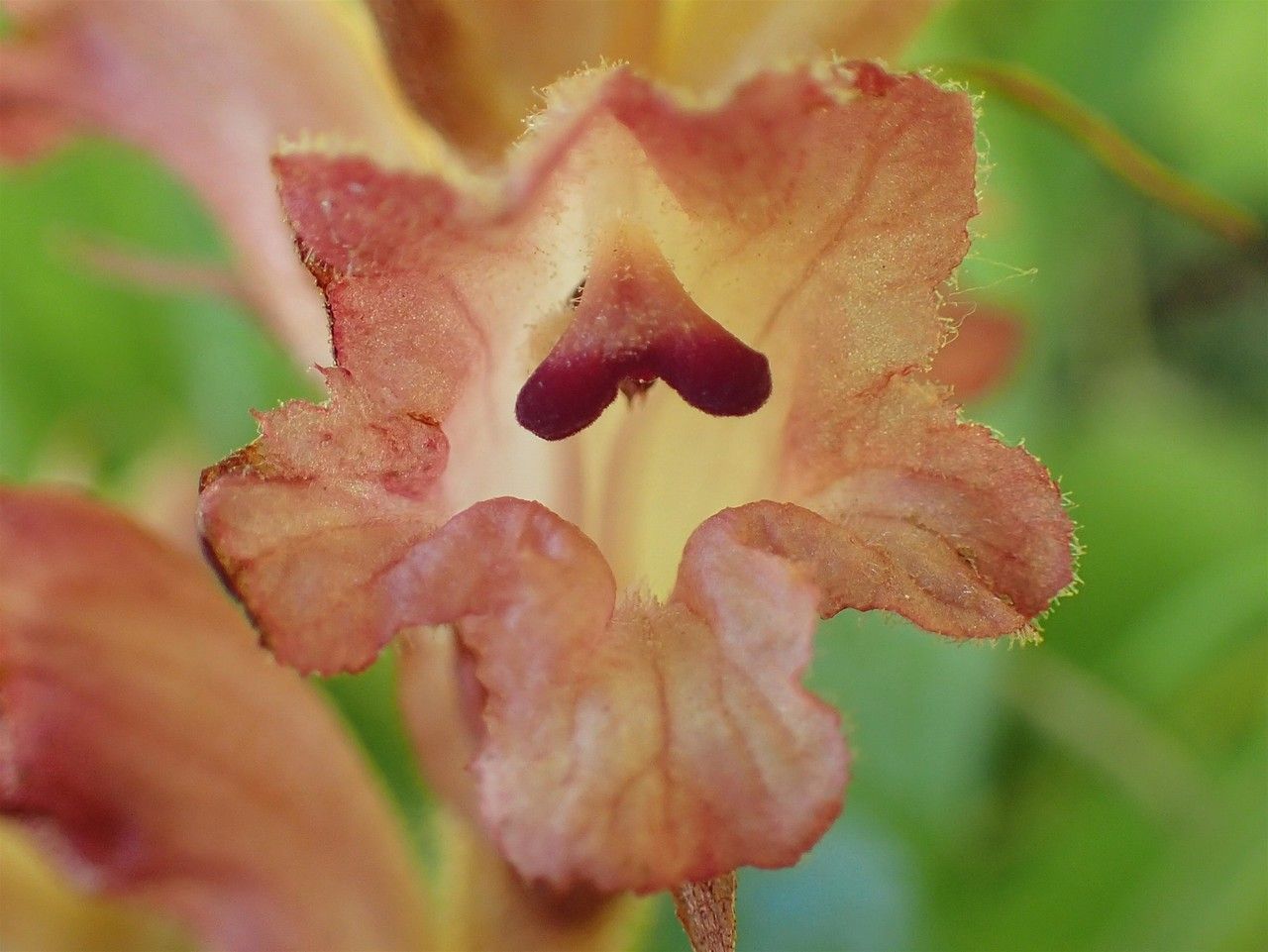 Orobanche teucrii flower