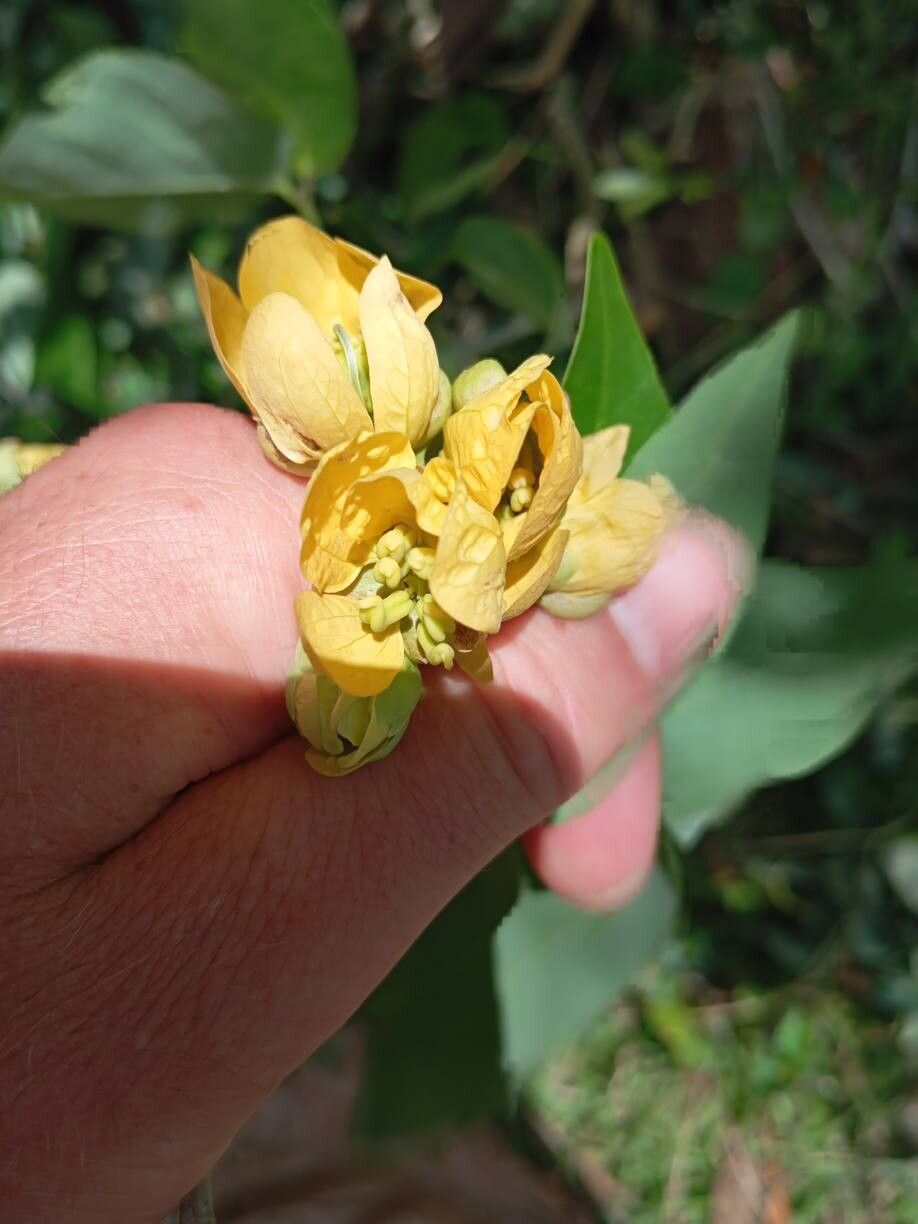 Senna bacillaris flower
