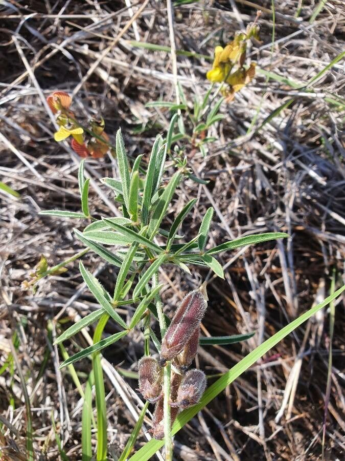 Crotalaria brevidens leaf