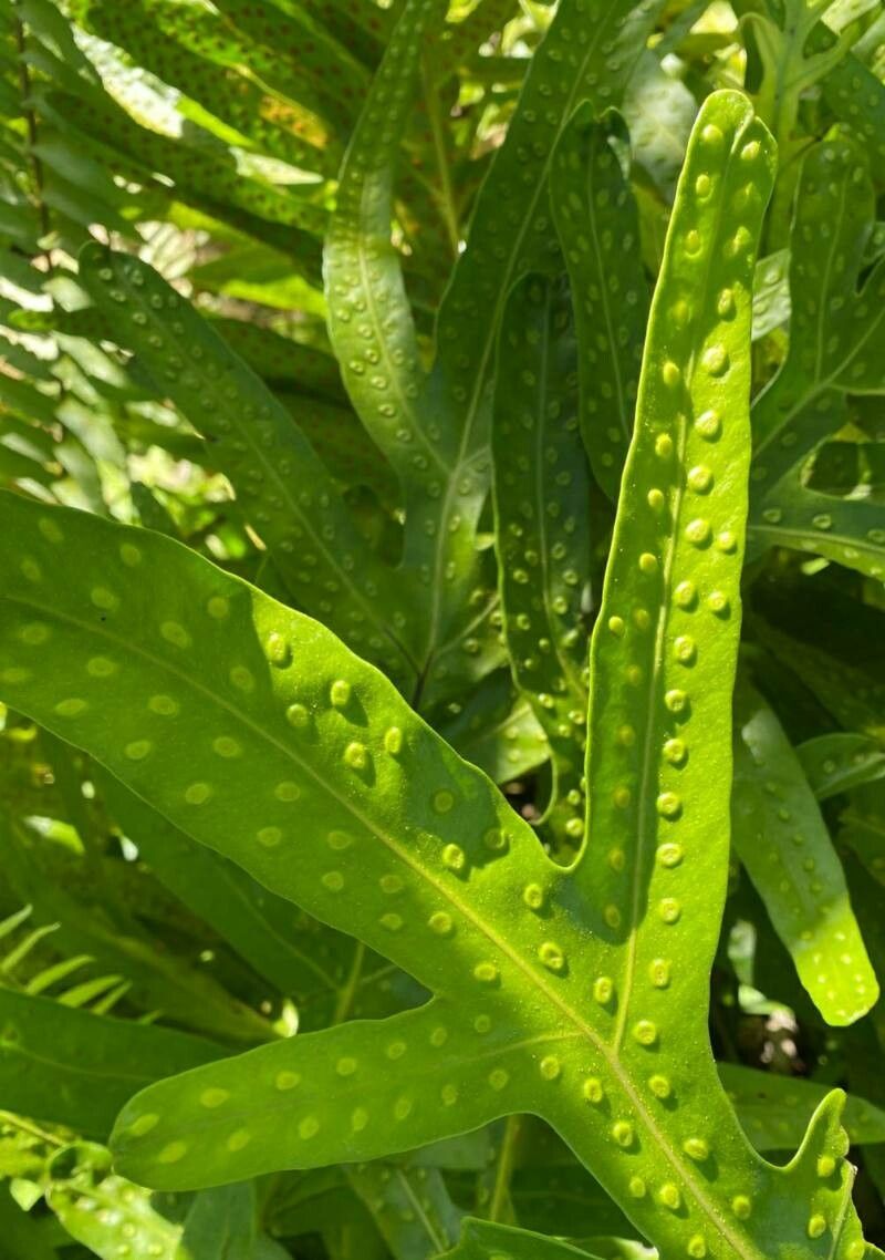 Phymatosorus scolopendria flower