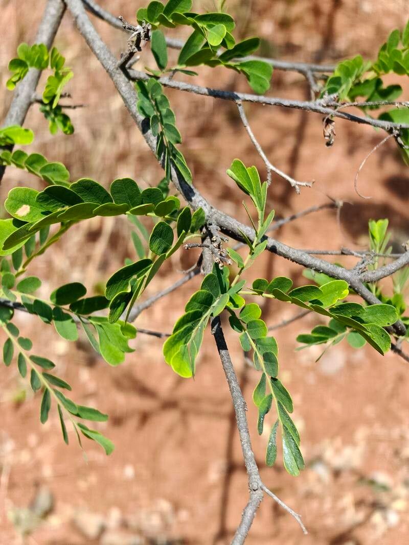 Dalbergia horrida — houseplant care guide