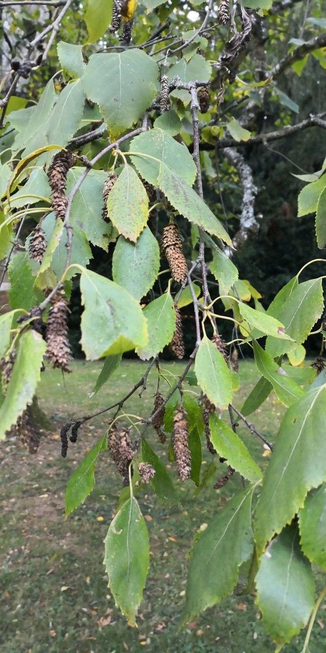 Betula cordifolia leaf