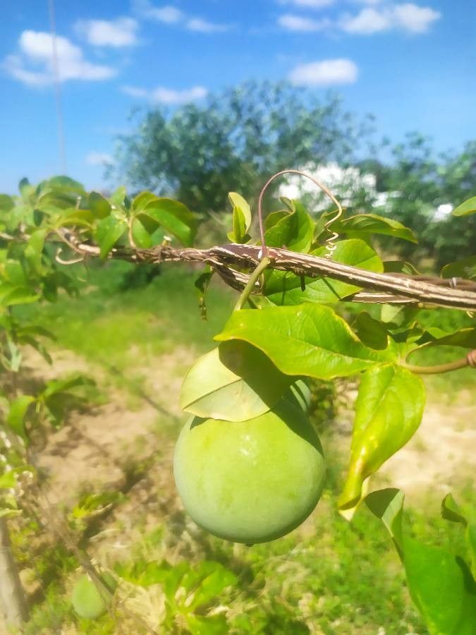 Passiflora cincinnata fruit
