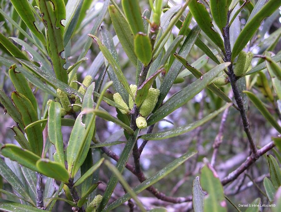 Podocarpus longifoliolatus fruit