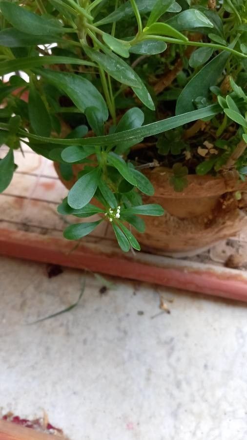 Mollugo verticillata fruit