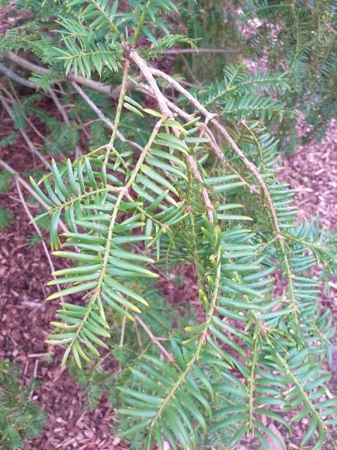 Torreya grandis leaf
