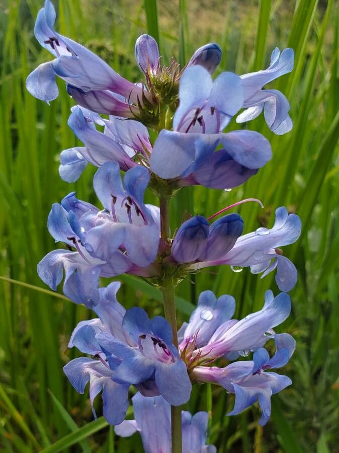 Penstemon cyananthus flower