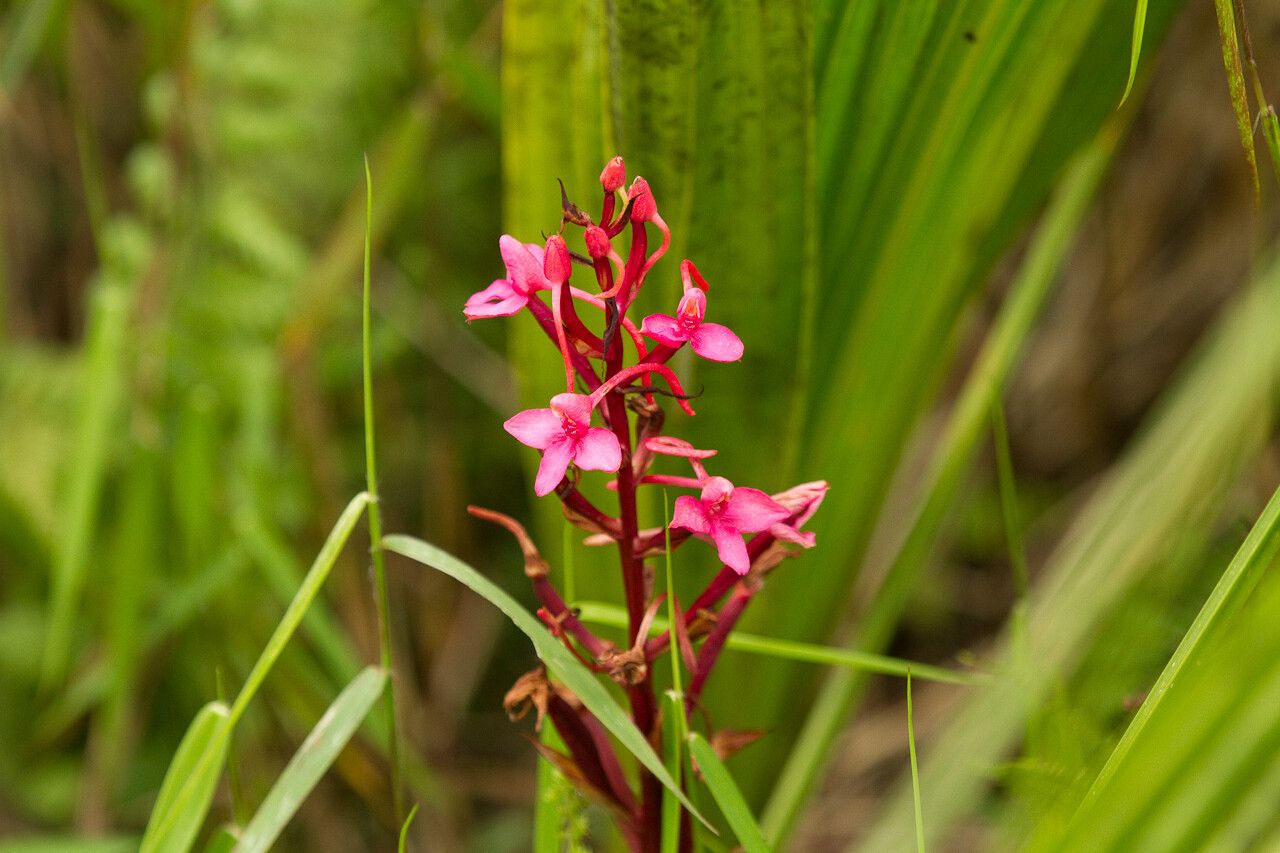 Disa eminii — houseplant care guide