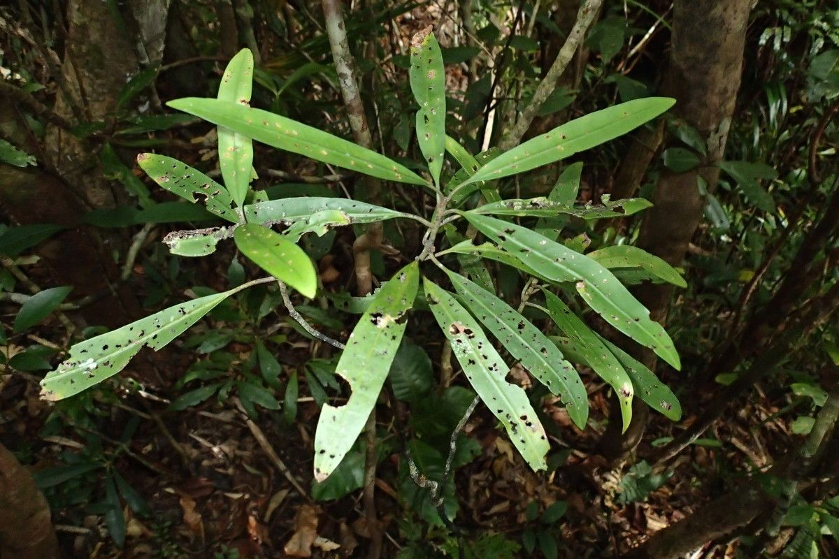 Psychotria hootmawaapensis habit