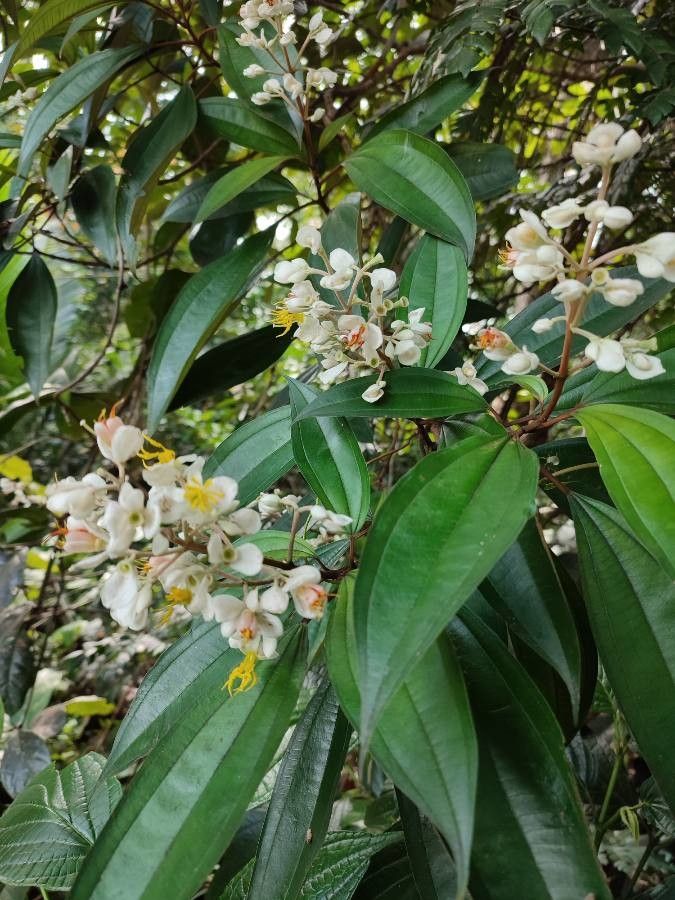 Miconia stenostachya — search result for 'Miconia'