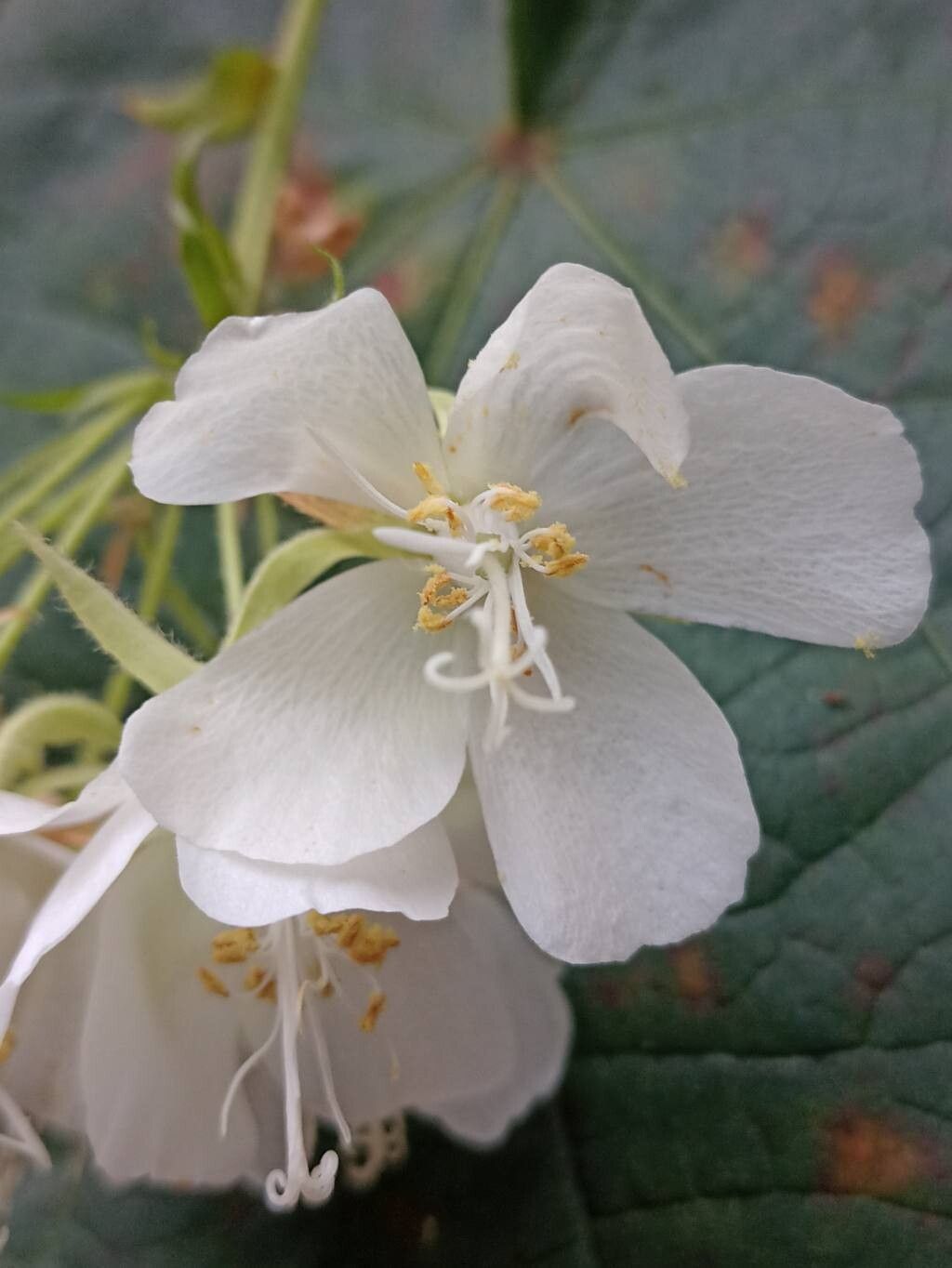 Dombeya pulchra flower