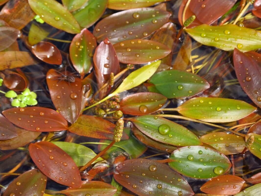 Potamogeton polygonifolius flower