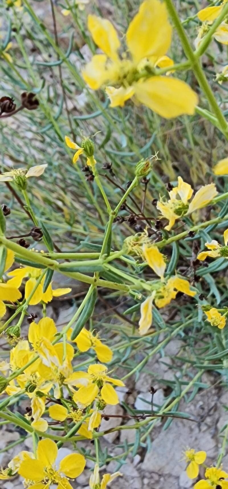 Hypericum helianthemoides fruit