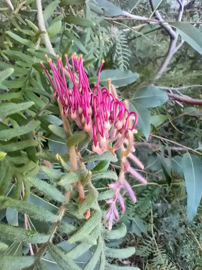 Grevillea caleyi flower