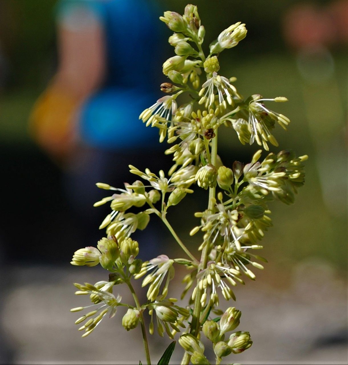 Thalictrum simplex flower