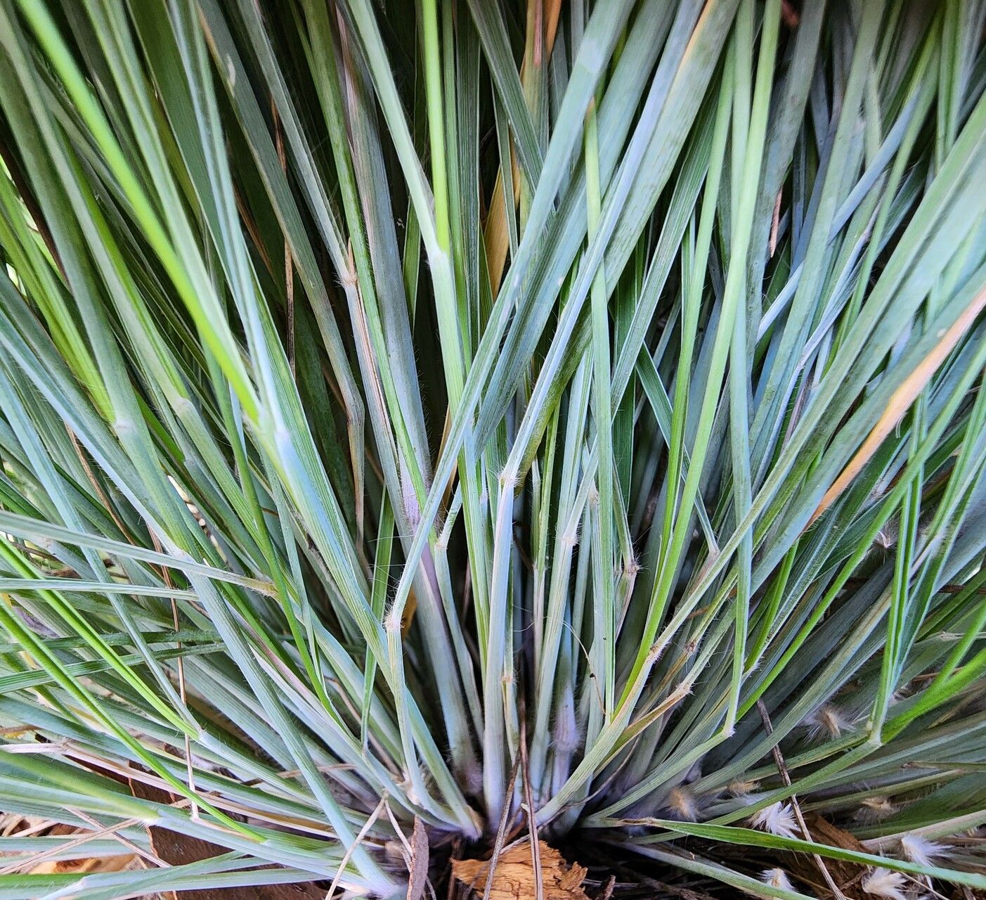 Melinis nerviglumis — search result for 'Melinis'