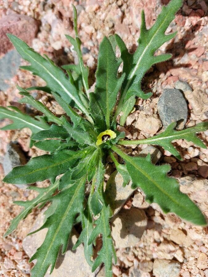 Hyoscyamus pusillus leaf