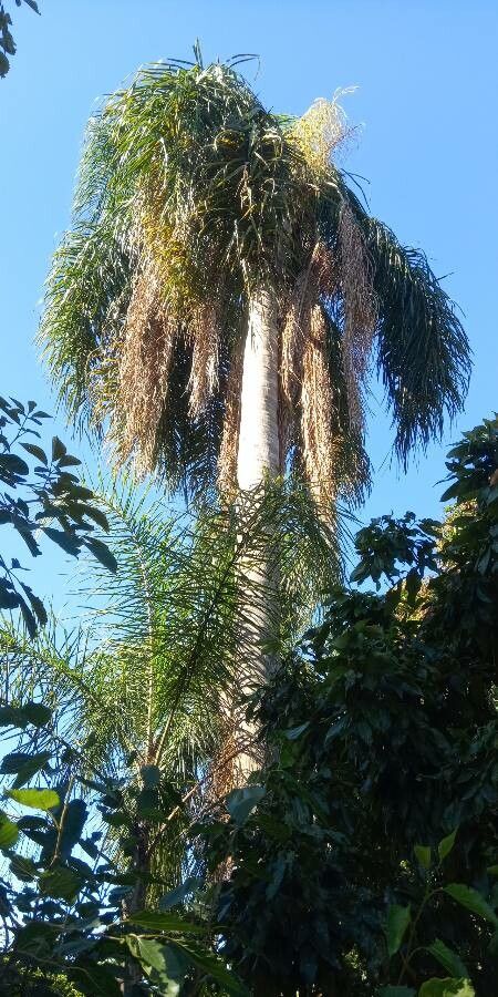 Syagrus romanzoffiana fruit