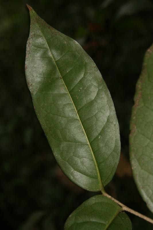 Drypetes variabilis leaf