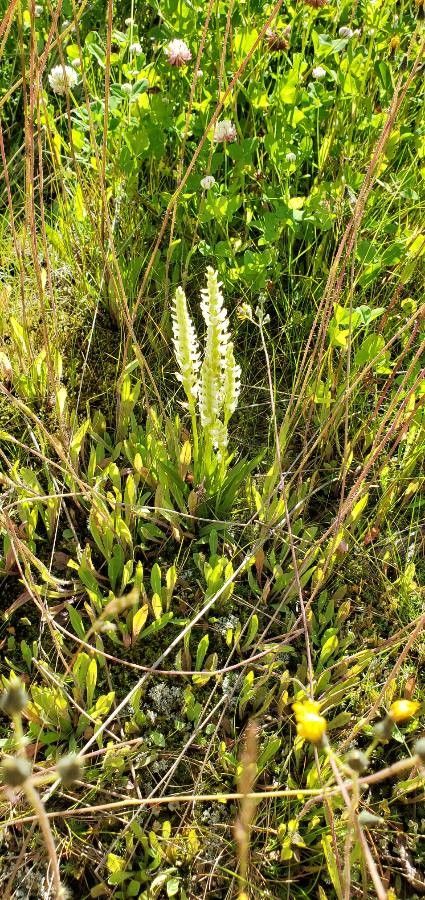 Spiranthes romanzoffiana habit