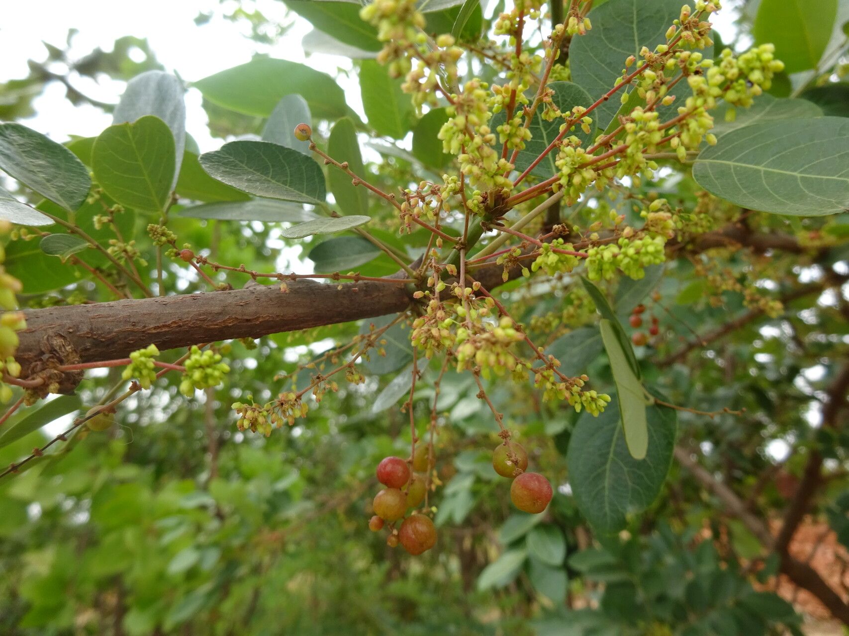 Phyllanthus muellerianus flower
